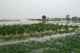 Mưa lớn kéo dài từ ngày 31/3-3/4 đã khiến nhiều diện tích hoa màu ở miền Trung bị ngập sâu trong nước lũ và có nguy cơ mất trắng. (Ảnh: TTXVN phát)