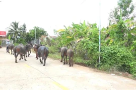 Đàn trâu 8 con bị 2 đối tượng dắt trộm. (Ảnh: TTXVN phát)