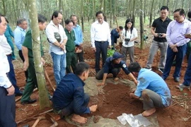 Khu vực lô cao su tìm thấy nhiều hài cốt liệt sỹ. (Ảnh: K GỬIH/TTXVN)
