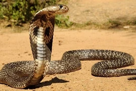 Rắn hổ mang chúa. (Nguồn: Vietnamforestry)