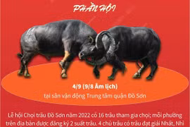 Hấp dẫn Lễ hội chọi trâu truyền thống Đồ Sơn 2022.