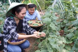 Du khách trải nghiệm du lịch nông trại miệt vườn tại Bến Tre. (Ảnh: Huỳnh Phúc Hậu/TTXVN)