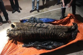 Cá thể hổ nặng trên 200kg. (Ảnh TTXVN phát)