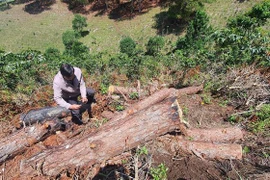 Hàng chục khúc thông có đường kính 20-45cm bị đốt cháy. (Ảnh: Đặng Tuấn/TTXVN)