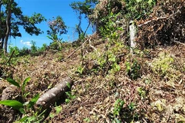 Người dân chặt phá cây rừng để trồng keo. (Ảnh: Tường Quân/TTXVN)