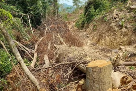 Hiện trường vụ chặt hạ nhiều gốc cây rừng tự nhiên tại Tiểu khu 771, xã Cam Tuyền, huyện Cam Lộ. (Ảnh: TTXVN phát)