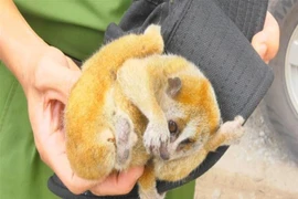 Một cá thể cu li. (Ảnh minh họa. Nguồn: TTXVN)