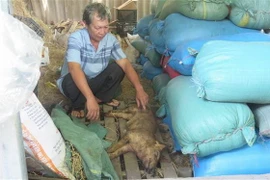 Hộ gia đình ông Lê Hùng Vương, thôn Định Thành, xã Hòa Định Đông (huyện Phú Hòa) có 34 con lợn được tiêm vaccine thì nhiều con đã bị chết. (Ảnh: Tường Quân/TTXVN)