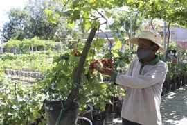 Thành viên Hợp tác xã nho cảnh, nho kiểng A8 (xã Phước Thuận, huyện Ninh Phước) kiểm tra chậu nho cảnh trước khi giao cho khách hàng. (Ảnh: Nguyễn Thành/TTXVN)