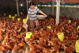 Chăn nuôi gia cầm. (Nguồn: TTXVN)