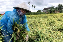 Nông dân dựng lúa, bó thành chùm để khỏi nảy mầm trên bông lúa. (Ảnh: Lê Ngọc Phước/TTXVN)