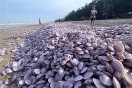 Vỏ ngao trôi dạt vào bờ biển phường Hải Lĩnh (thị xã Nghi Sơn, Thanh Hóa). (Ảnh: Nguyễn Nam/TTXVN)