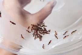 Kiến ba khoang. (Ảnh: Đinh Hằng/TTXVN)