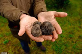 Nấm cục truffle của ông Mike Collison. (Nguồn: DailyMail)
