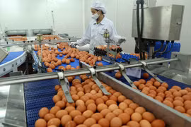 Dây chuyền phân loại sản phẩm trứng gà công nghệ Nhật Bản tại Nhà máy sản xuất trứng gà công nghệ cao ĐTK Phú Thọ. (Ảnh: Vũ Sinh/TTXVN)