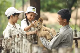 Những cá thể hổ được bảo vệ, nuôi dưỡng và chăm sóc trên đảo Phú Quốc. (Ảnh: CTV/Vietnam+)