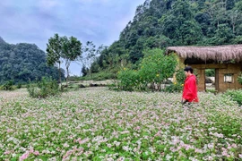 Cánh đồng tam giác mạch: Điểm 'check-in' không thể lỡ khi đến Hà Giang