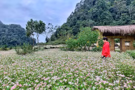 Cánh đồng tam giác mạch: Điểm 'check-in' không thể lỡ khi đến Hà Giang