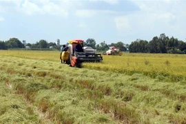 Đất trồng lúa tại Kiên Giang. (Ảnh: Lê Huy Hải/TTXVN)