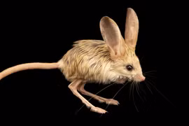 (Nguồn: joelsartore.com)
