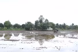Nông dân huyện Mỹ Tú, Sóc Trăng. (Ảnh: Chanh Đa/TTXVN)