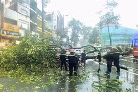 Hiện trường vụ cây dầu cổ thụ cao 30m bật gốc chắn ngang đường Nguyễn Tri Phương (quận 10). (Ảnh: Hồng Giang/TTXVN)