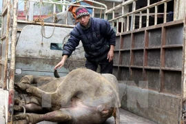 Ảnh minh họa. (Nguồn: TTXVN)