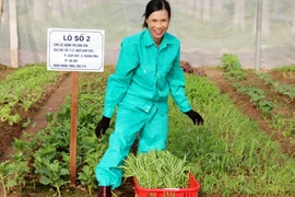 Mỗi lô đất được đánh số và có biển ghi rõ thông tin của chủ sở hữu nên không xảy ra tình trạng nhầm lẫn. (Ảnh: Nguyễn Mơ/Vietnam+)