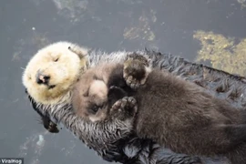 Rái cá mẹ ôm chặt con trong lòng. (Nguồn: Daily Mail)