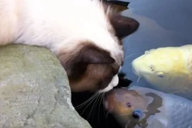 Mối tình đặc biệt trên đã kéo dài suốt ba năm qua. (Nguồn: CCTV)