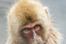 Chú khỉ tỏ ra khó chịu với sự có mặt của những vị khách. (Nguồn: Daily Mail)