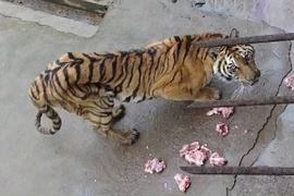 Ảnh minh họa. (Nguồn: shanghaiist.com)