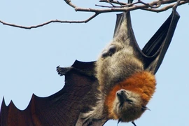 Ảnh minh họa. (Nguồn: Reuters)