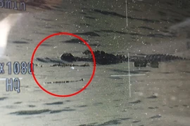 Con cá sấu sát thủ. (Nguồn: WFLA)