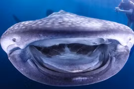 Nhiếp ảnh gia dưới nước Markus Roth ghi lại chiếc miệng đáng yêu của con cá mập voi ở Triton Bay, Indonesia. (Nguồn: Caters)