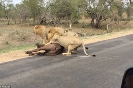 Con trâu rừng cố gắng bỏ chạy nhưng đã bị một chú sư tử vồ được. (Nguồn: Daily Mail)