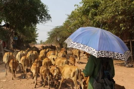 Ảnh minh họa. (Nguồn: Dương Giang/TTXVN)