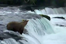 Gấu con bị dòng nước dữ cuốn đi. (Nguồn: Facebook)