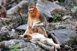 Khỉ mẹ ôm chặt lấy con mình và không tin nổi con mình đã chết. (Nguồn: CEN)