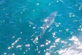 Con cá mập khổng lồ. (Nguồn: news.sky.com)