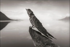 Nồng độ kiềm cao trong hồ khiến nhiều loài động vật bị phân hủy và vôi hóa. (Nguồn: Nick Brandt)