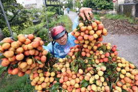 (Ảnh minh họa: Vũ Sinh/TTXVN)