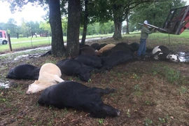 Xác của những chú bò đáng thương. (Nguồn: Daily Mail)