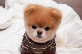 Trang Facebook của chú chó Boo hiện có hơn 17 triệu người thích. (Nguồn: CCTV)