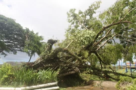 Cây bị gió bão quật ngã tại thủ đô Suva ngày 22/2. (Nguồn: THX/TTXVN)