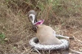 Hai chiếc sừng của linh dương đâm xuyên qua cổ họng của con trăn. (Nguồn: Daily Mail)