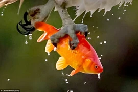 Con cá vàng không thể chống cự nổi cú ra đòn nhanh như cắt. (Nguồn: Caters News Agency)