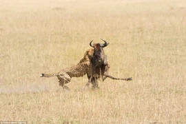 Con báo đốm tung ra nhát cắn chí mạng. (Nguồn: Caters News Agency)