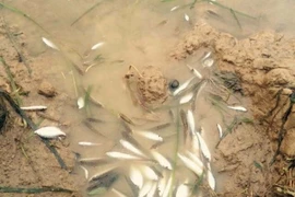 Cá chết nhiều trên sông Bưởi. (Ảnh: Trịnh Duy Hưng/TTXVN)