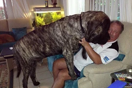 Mỗi tuần ông York phải chi ra tới 200USD tiền thức ăn cho Baron. (Nguồn: Daily Mail)